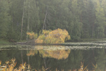 Fallen Birch sm